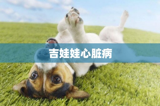 吉娃娃心臟病