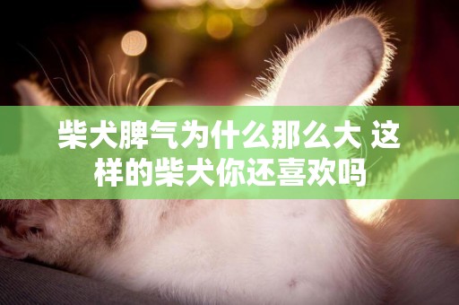 柴犬脾氣為什么那么大 這樣的柴犬你還喜歡嗎