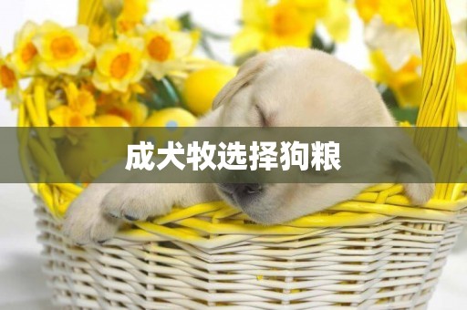 成犬牧選擇狗糧