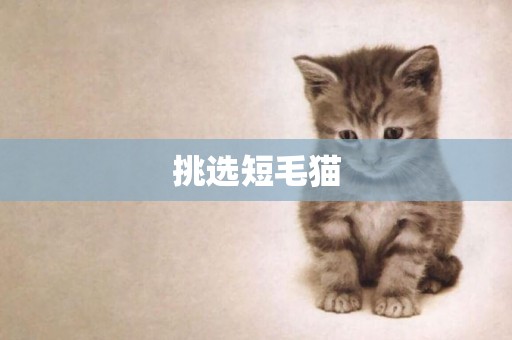 挑選短毛貓