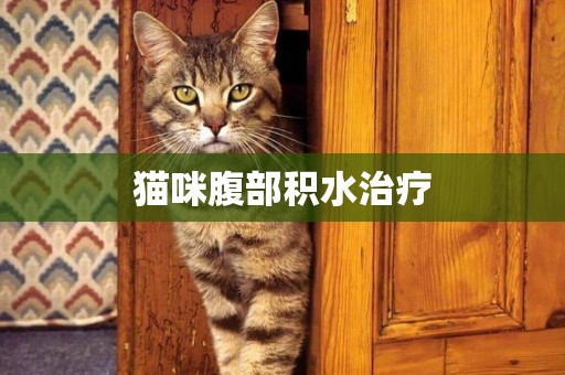 貓咪腹部積水治療