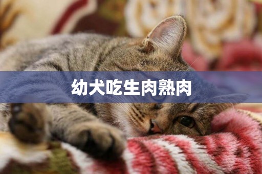 幼犬吃生肉熟肉