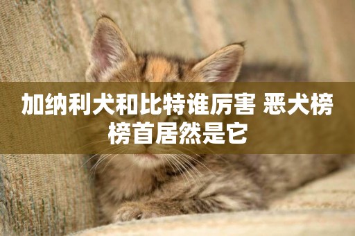 加納利犬和比特誰厲害 惡犬榜榜首居然是它