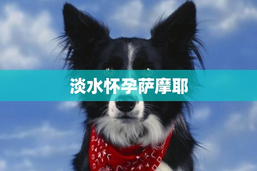 淡水懷孕薩摩耶