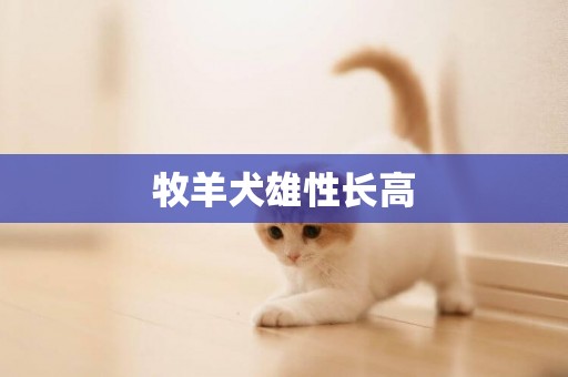牧羊犬雄性長高