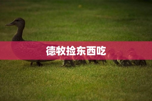 德牧撿東西吃