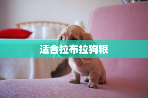 適合拉布拉狗糧