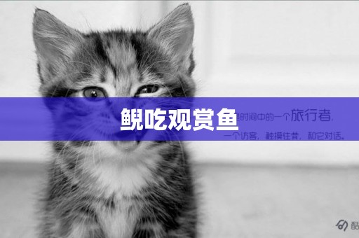 鯢吃觀賞魚