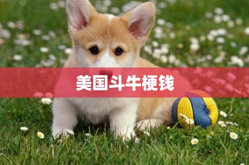 美國斗牛梗錢