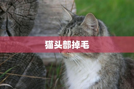 貓頭部掉毛