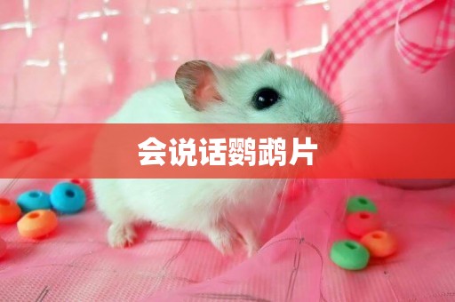 會說話鸚鵡片