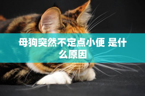 母狗突然不定點小便 是什么原因