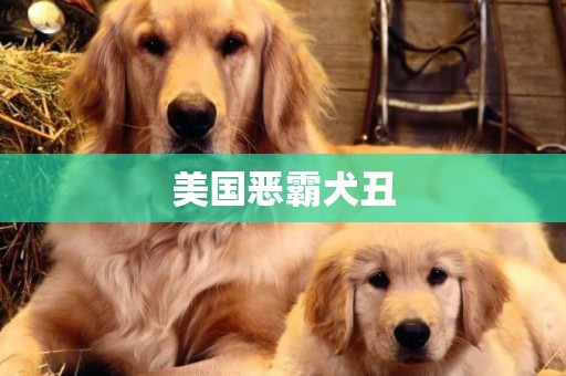 美國惡霸犬丑