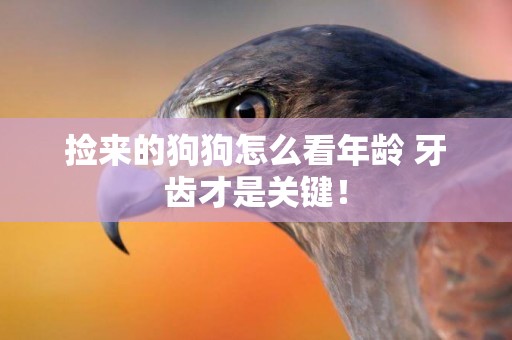 撿來的狗狗怎么看年齡 牙齒才是關鍵！