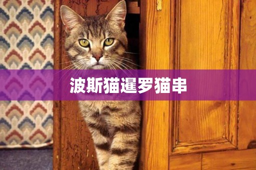 波斯貓暹羅貓串