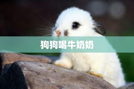 狗狗喝牛奶奶