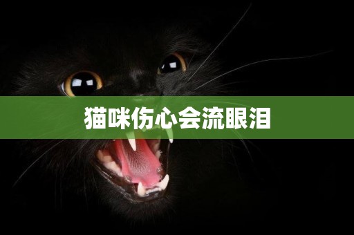 貓咪傷心會流眼淚