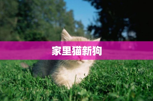 家里貓新狗