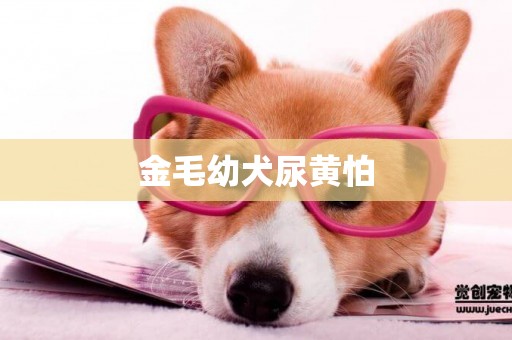 金毛幼犬尿黃怕