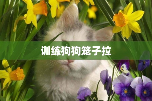 訓練狗狗籠子拉