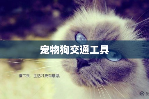 寵物狗交通工具