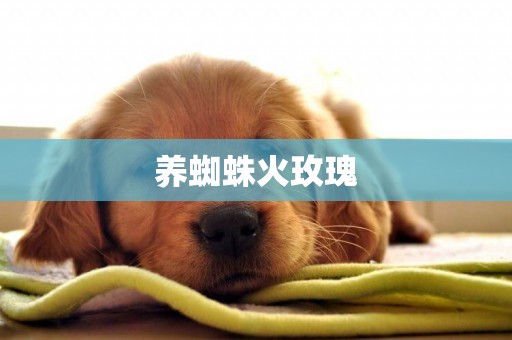 養蜘蛛火玫瑰