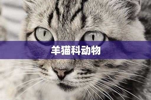 羊貓科動物