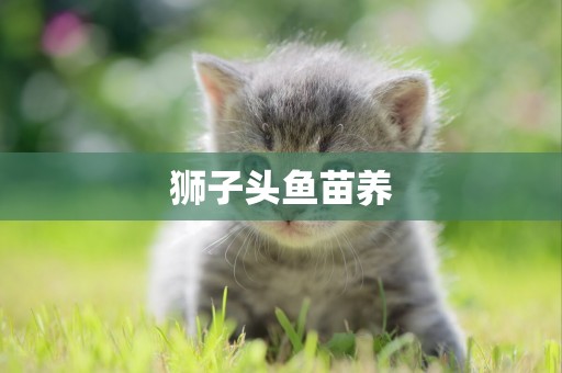 獅子頭魚苗養