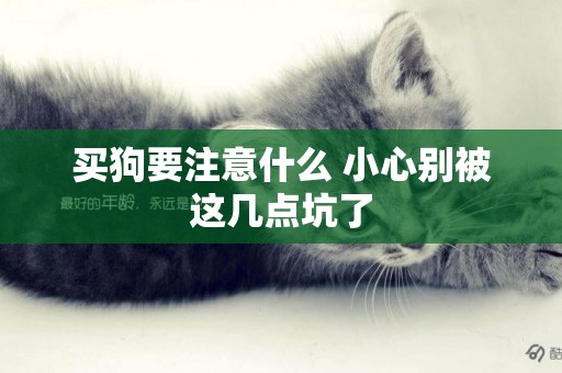 買狗要注意什么 小心別被這幾點坑了