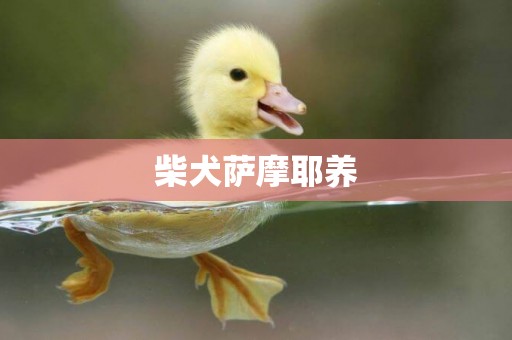 柴犬薩摩耶養
