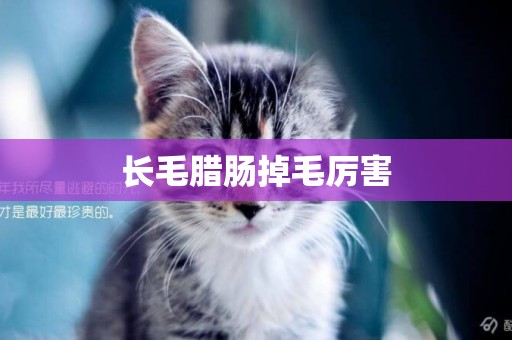 長毛臘腸掉毛厲害