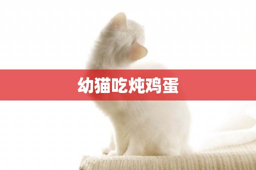 幼貓吃燉雞蛋