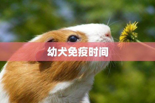 幼犬免疫時間