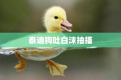 泰迪狗吐白沫抽搐