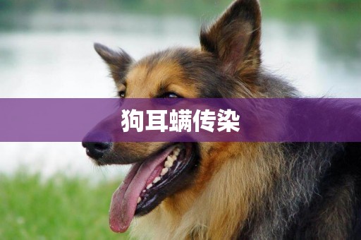 狗耳螨傳染