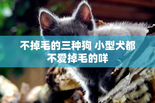 不掉毛的三種狗 小型犬都不愛掉毛的咩
