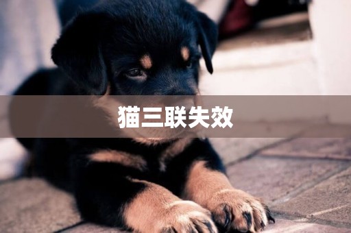 貓三聯失效