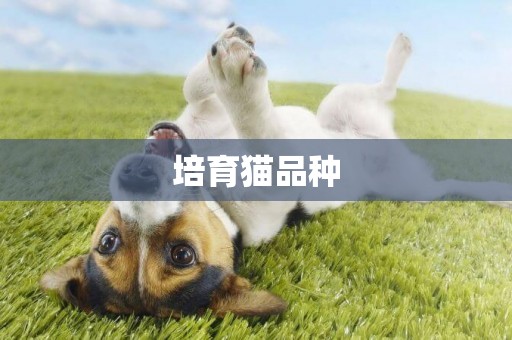 培育貓品種