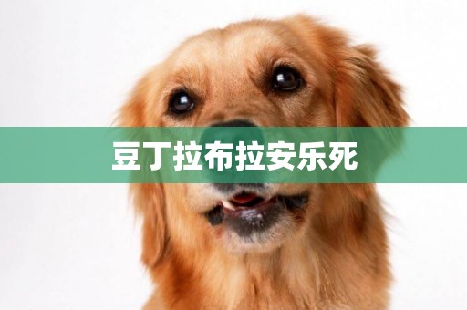 豆丁拉布拉安樂死