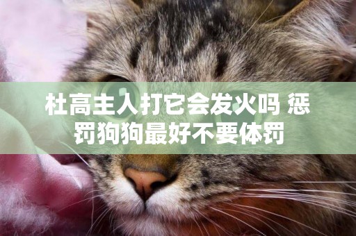 杜高主人打它會發火嗎 懲罰狗狗最好不要體罰
