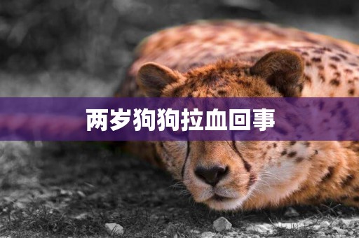 兩歲狗狗拉血回事