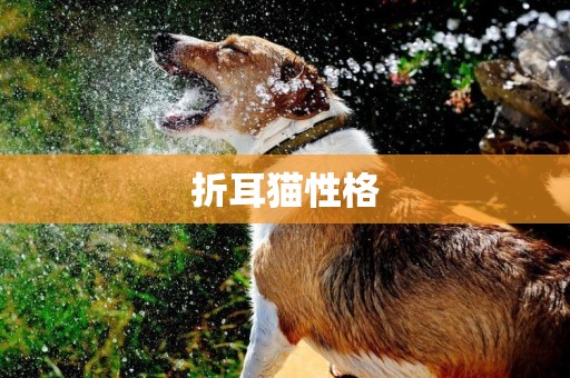 折耳貓性格