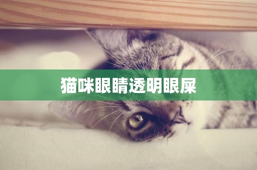 貓咪眼睛透明眼屎