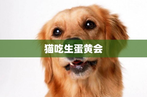 貓吃生蛋黃會