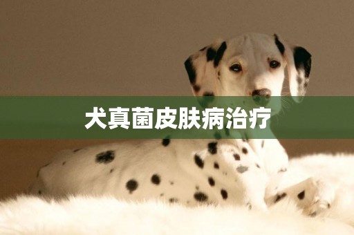 犬真菌皮膚病治療