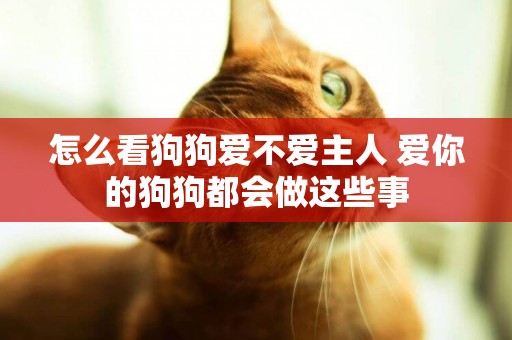 怎么看狗狗愛不愛主人 愛你的狗狗都會做這些事