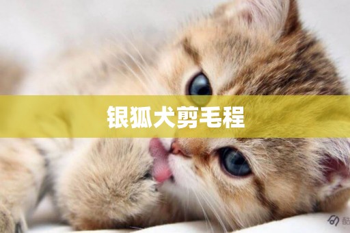 銀狐犬剪毛程