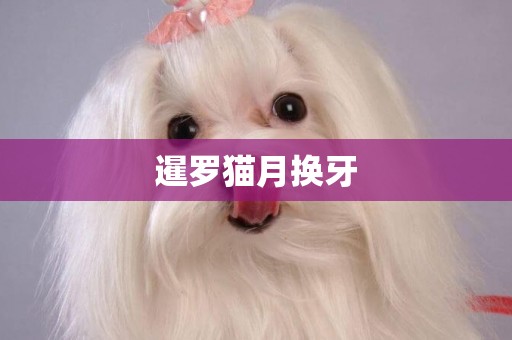 暹羅貓月換牙