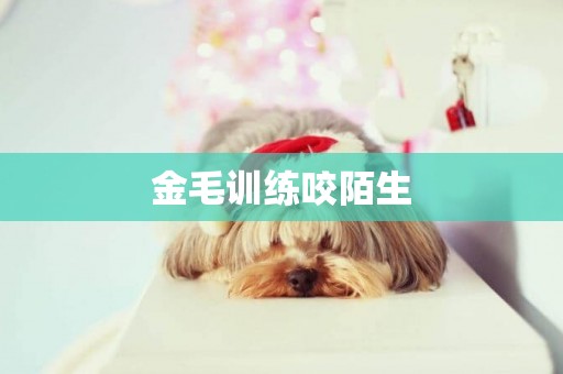 金毛訓練咬陌生