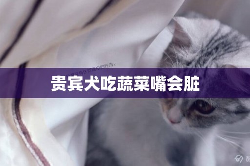 貴賓犬吃蔬菜嘴會臟